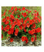 iShopping - HusMah Rare Petunia Seeds Red