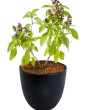 iShopping - Urban Crate Live Plant Rooted Without Pot
