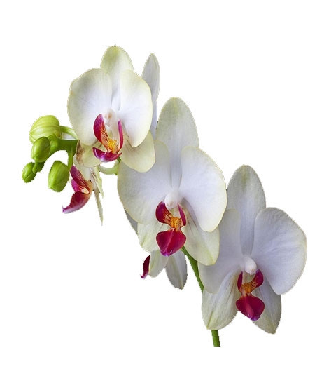 iShopping - HusMah Bonsai Phalaenopsis Seeds White Centrally Red