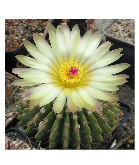 iShopping - HusMah Bonsai Notocactus Graessneri Cactus Flower Seed- White