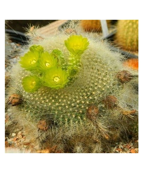 iShopping - HusMah Bonsai Notocactus Graessneri Cactus Flower Seed- Parrot Green