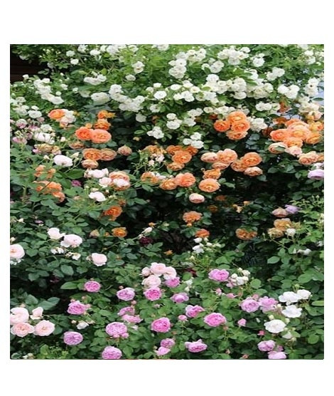 iShopping - Husmah Climbing rose Seeds Mix Pink Orange White
