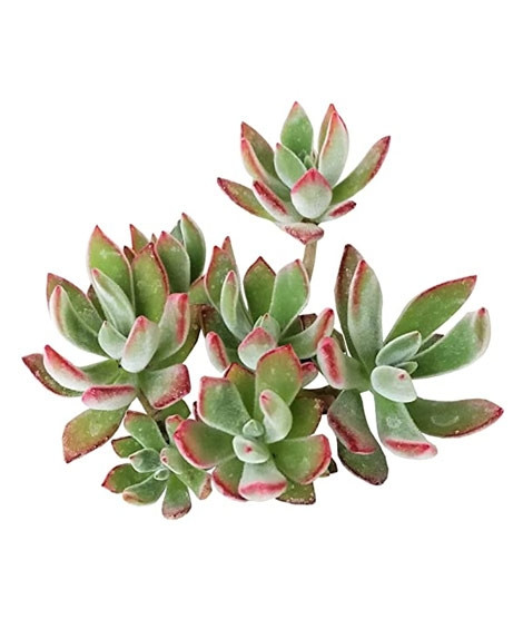iShopping - Husmah Plush Plant Succulent Seeds