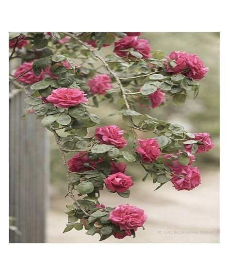 iShopping - Husmah Climbing Rose Light Maroon Flower Seeds