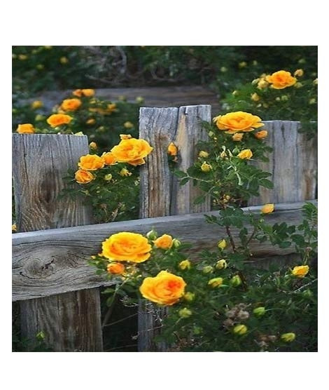 iShopping - Husmah Climbing Rose Yellow Flower Seeds