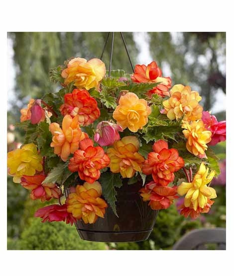 iShopping - Husmah Begonia Flower seeds Yellow & Orange