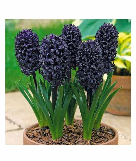 iShopping - Husmah Rare Black Hyacinth Orientalis Flower Seeds