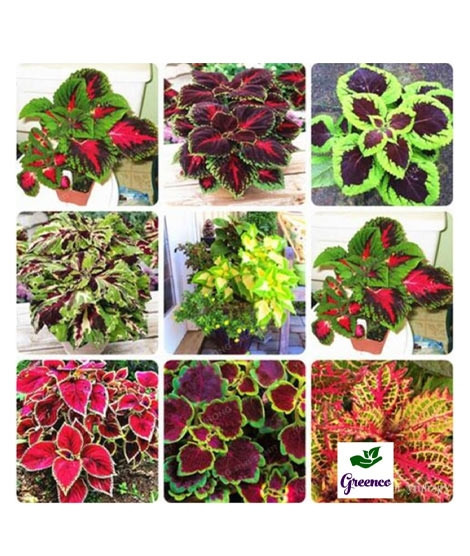 iShopping - Diy Store Coleus Rainbow Mix Plant Seeds