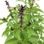 iShopping - Urban Crate Live Plant Rooted Without Pot