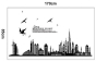 iShopping - Adorable Home Decor PVC Wall Sticker (JM7280)