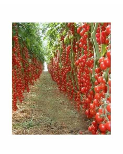 HusMah Hybrid Tomato Seeds 25kg Production per Plant