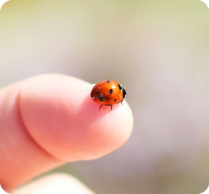 Macro Cam that captures the up-close